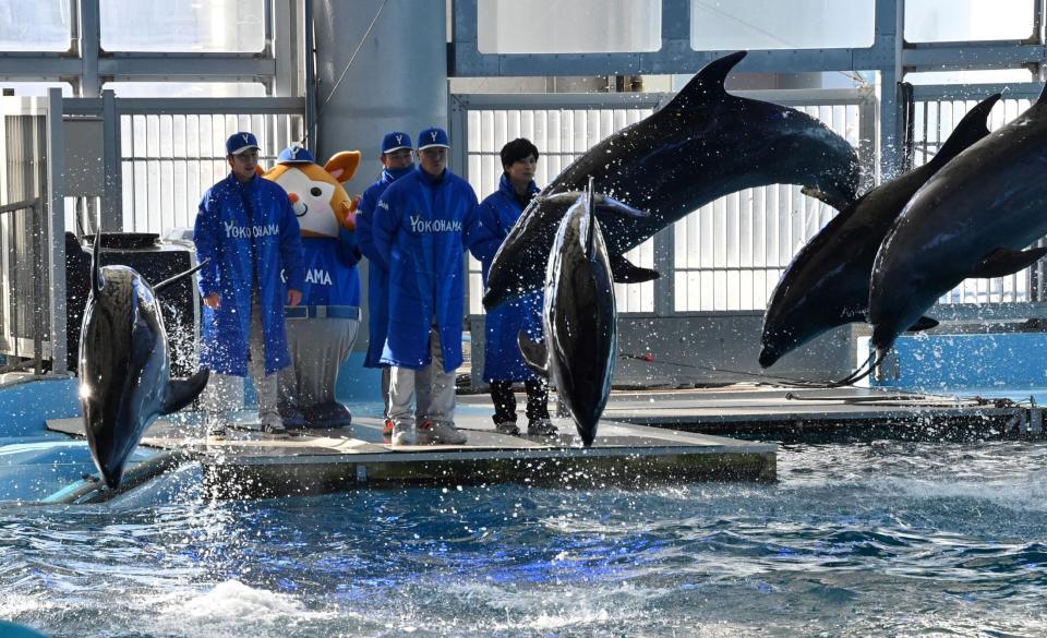 イルカのショーを見入る（左から）ＤｅＮＡ・度会隆輝、石田裕太郎、相川亮二監督＝八景島シーパラダイス（撮影・持木克友）