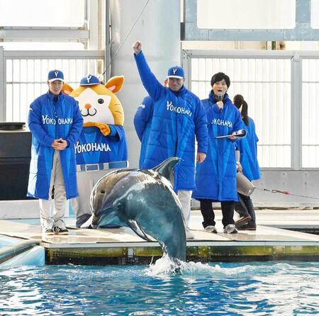 　イルカにスタートの合図を送る相川監督（中央）と度会（撮影・持木克友）