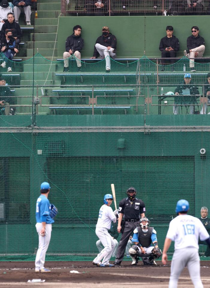 スタンドから紅白戦を見る新庄監督（左上から２人目）＝撮影・西岡正