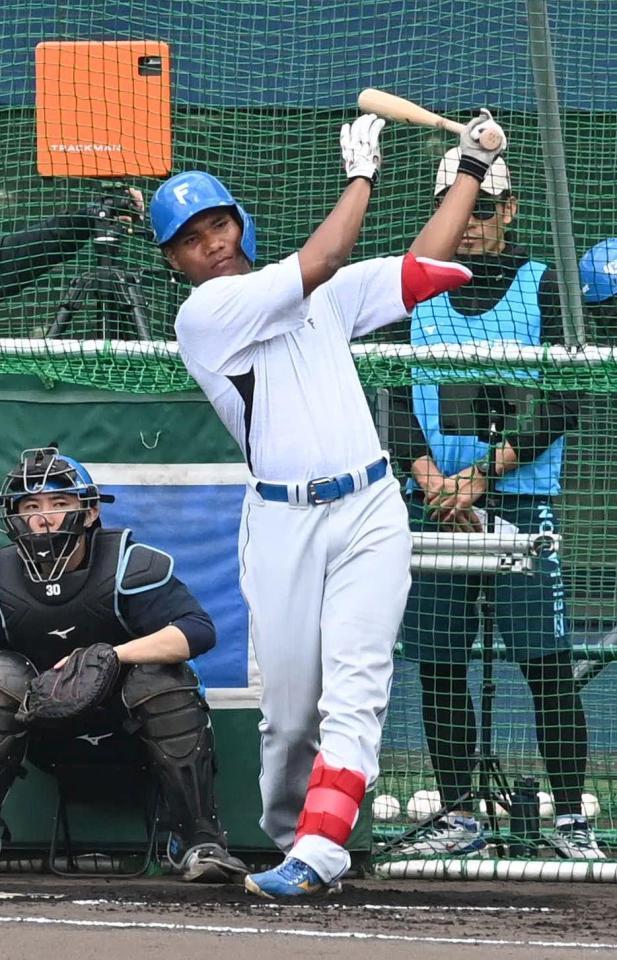 打撃練習をするエドポロ（撮影・持木克友）