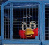 姿を現したつば九郎（撮影・佐々木彰尚）