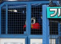 球場に姿を現したつば九郎（撮影・佐々木彰尚）