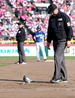 10回途中、ハトがグラウンドに入り、試合が一時中断。楽天はこの回に３失点し敗れた