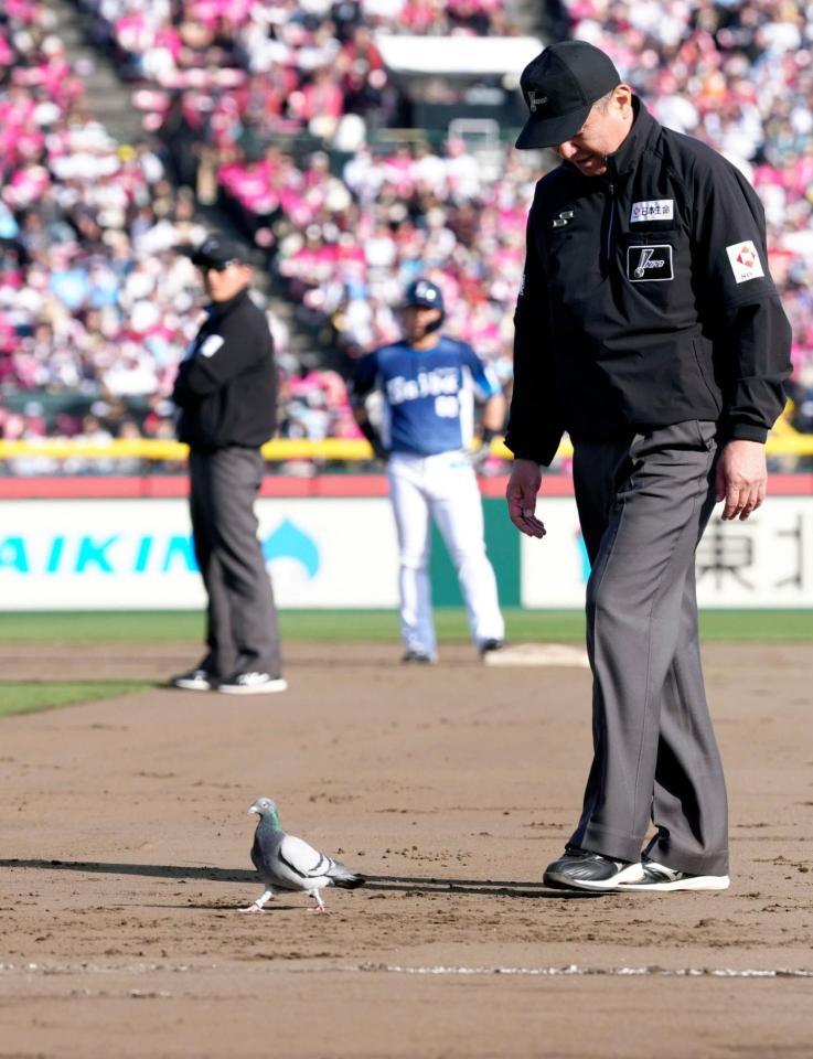 10回途中、ハトがグラウンドに入り、試合が一時中断。楽天はこの回に３失点し敗れた