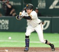 ２回、竹丸はスクイズを決める（撮影・佐々木彰尚）