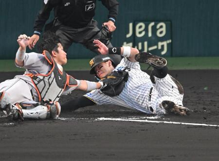 ４回、本塁を狙うもアウトになる佐藤輝（撮影・飯室逸平）