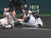４回、本塁を狙うもアウトになる佐藤輝（撮影・飯室逸平）
