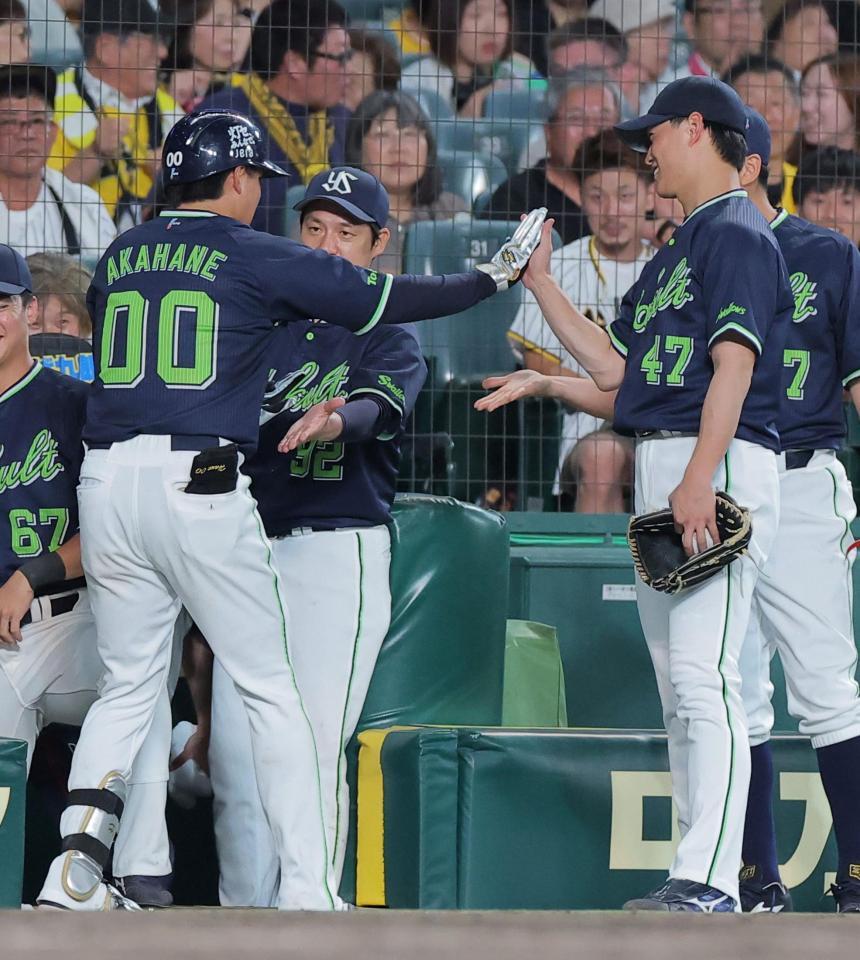６回ヤクルト２死、勝ち越しソロを放ったヤクルト・赤羽由紘（左）を迎えるヤクルト・高橋奎二＝甲子園（撮影・西田忠信）