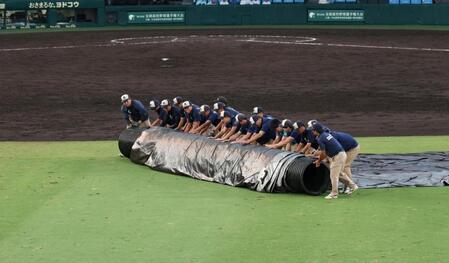 グラウンドにシートを敷き始める阪神園芸（撮影・中田匡峻）