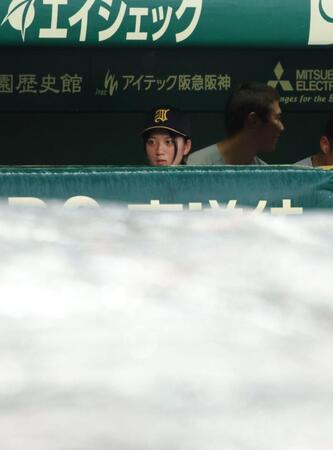 試合が雨で中断となり、シートで覆われたグラウンドを見る仙台育英・星よつはマネージャー（撮影・坂部計介）