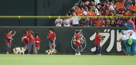 　グラウンドを里親と行進する犬たち