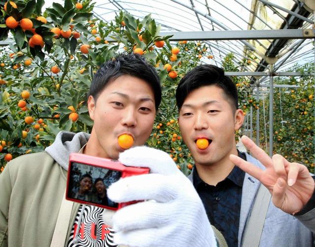 広島の新人たち、初休日に金柑収穫体験