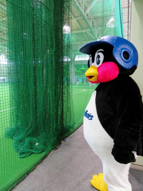 つば九郎 宮本氏からまさかの ペンギン 呼ばわり 野球 デイリースポーツ Online