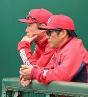 　ベンチからグラウンドを見つめる新井監督（撮影・市尻達拡）