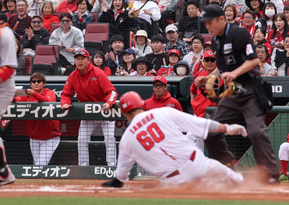 　３回、矢野のスクイズにベンチで身を乗り出す新井監督（撮影・市尻達拡）