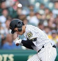 　８回、死球を受ける坂本（撮影・中田匡峻）