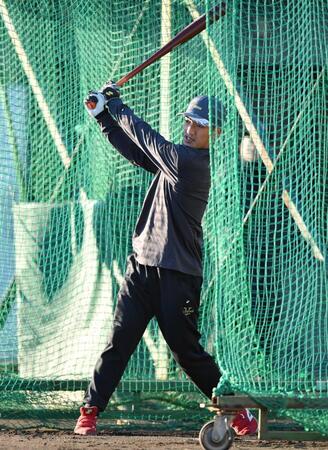 　自主トレでフリー打撃を行う矢野（撮影・開出牧）