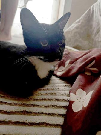 辻の愛猫「ちび」（本人提供）