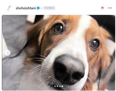 　大谷翔平のインスタグラム（ｓｈｏｈｅｉｏｈｔａｎｉ）より