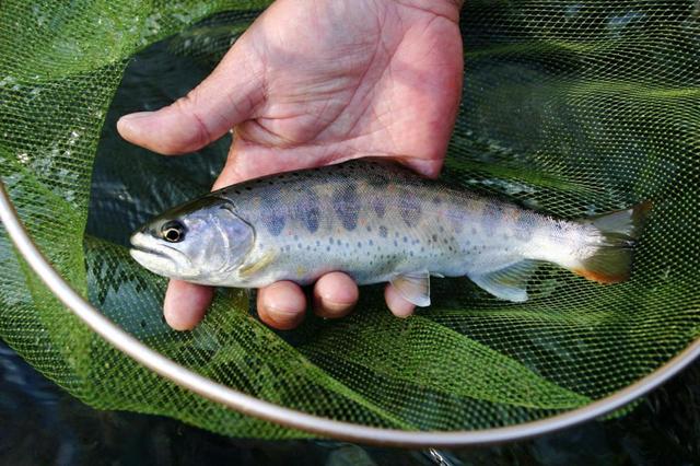 アマゴが躍る 釣り情報 釣り デイリースポーツ Online