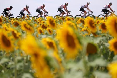 　自転車ツール・ド・フランス第１１ステージ、ヒマワリ畑の中を駆け抜けるレース集団＝１７日、トゥールーズ（ゲッティ＝共同）