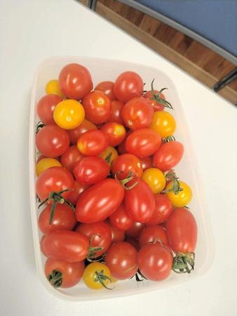 　吉田知那美がハーフタイムで食べていた「斉藤農園」のトマト
