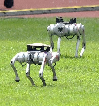 　陸上会場で円盤投げの円盤を運ぶロボット犬＝３日、杭州（共同）