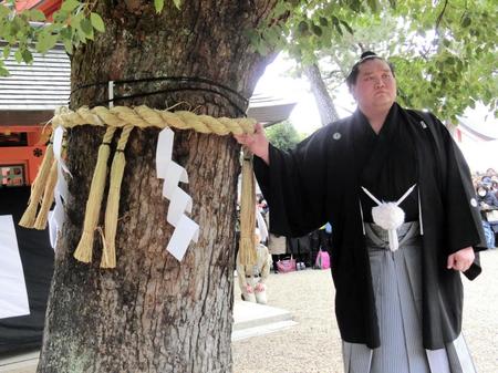 　神木に注連縄（しめなわ）を奉納した照ノ富士