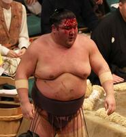 　白熊との取り組み後に頭から血を流す紫雷（撮影・中島達哉）