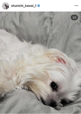 川合俊一氏のインスタグラム（＠ｓｈｕｎｉｃｈｉ＿ｋａｗａｉ＿１）から