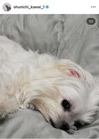 川合俊一氏のインスタグラム（＠ｓｈｕｎｉｃｈｉ＿ｋａｗａｉ＿１）から