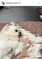 川合俊一氏のインスタグラム（＠ｓｈｕｎｉｃｈｉ＿ｋａｗａｉ＿１）から