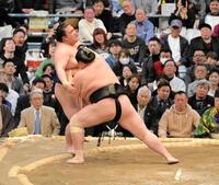 　豪ノ山を寄り切りで下した琴桜（撮影・金居みつよし）