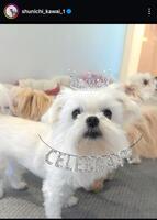 　川合俊一氏インスタグラム＠ｓｈｕｎｉｃｈｉ＿ｋａｗａｉ＿１から