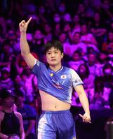 　４強進出を決めた張本智和（撮影・佐々木彰尚）