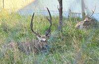 　カーリング日本代表決定戦の会場の建物の横で休むエゾジカ（撮影・吉澤敬太）