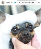 古賀紗理那さんインスタグラム（ｓａｒｉｎａ．ｋｏｇａ）より