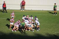 　後半、敵陣でモールを押し込む白のジャージーの大阪桐蔭