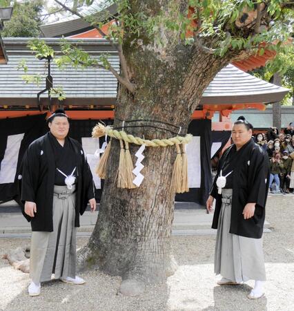 木に注連縄を奉納する大の里（左）と豊昇龍