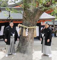 木に注連縄を奉納する大の里（左）と豊昇龍