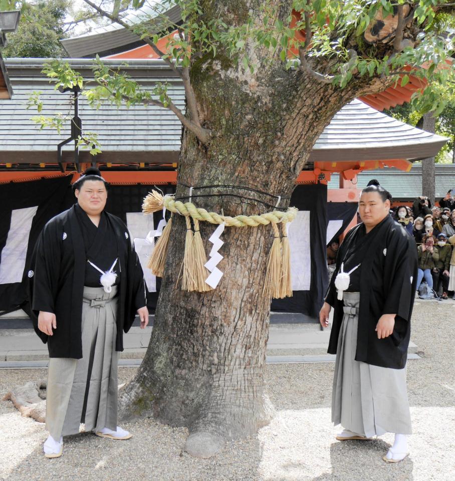 木に注連縄を奉納する大の里（左）と豊昇龍