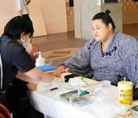 採血に臨む若ノ勝