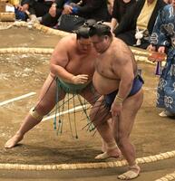 高安を寄り切りで下した琴桜（撮影・持木克友）