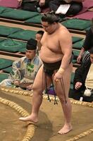 大銀杏を結った旭富士（撮影・持木克友）