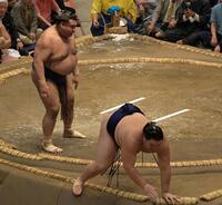 高安（左）の突き倒しに敗れた大の里（撮影・持木克友）