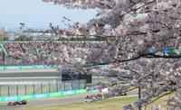 　満開の桜の下、決勝レースが行われたＦ１日本ＧＰ（撮影・神子素慎一）