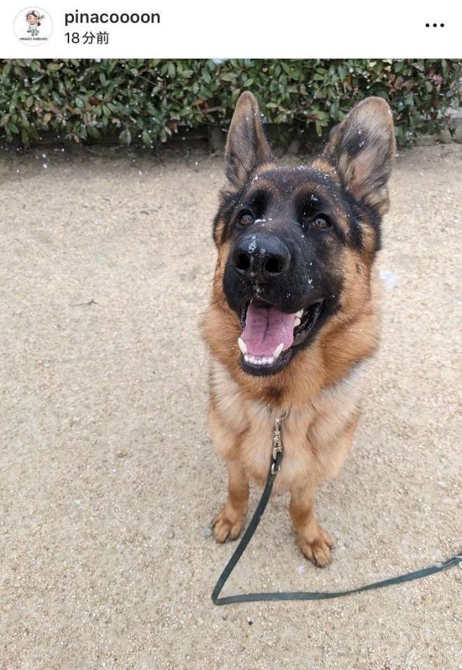 渋野日向子インスタグラム（ｐｉｎａｃｏｏｏｏｎ）より