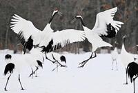 　雪上で舞うタンチョウ