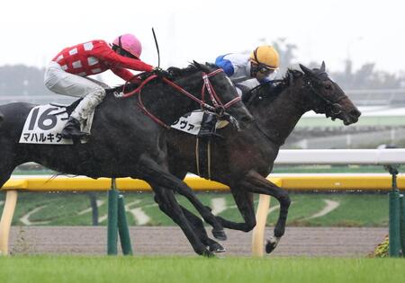 マハルキタと競りあうリラノヴァ（右）