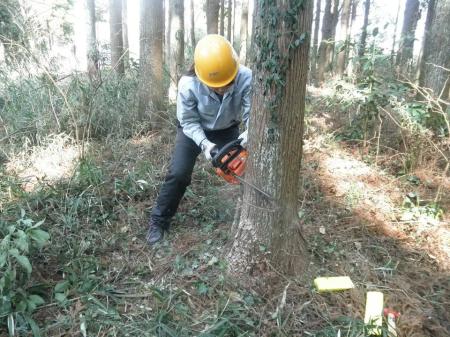 　チェーンソーで木を切り倒す林業女子（提供・林業女子会＠東京）